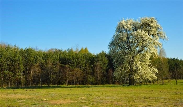 Ипотека на землю в 2025 году