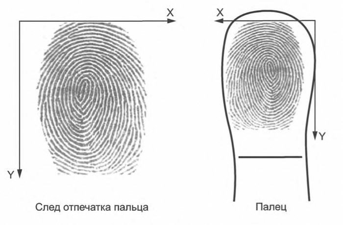 Как работает дактилоскопия
